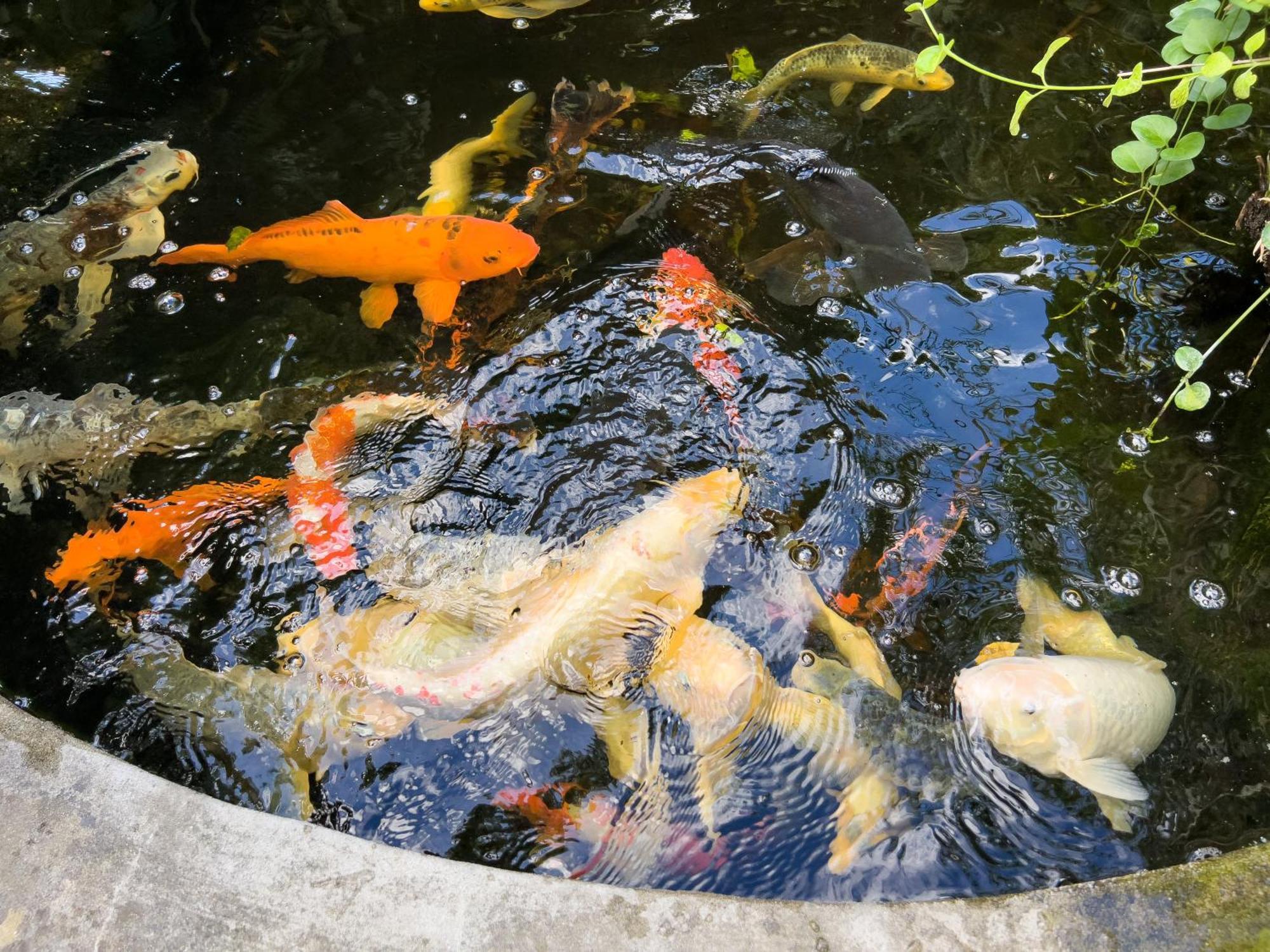 Villa La Rodina Diano Marina Bagian luar foto